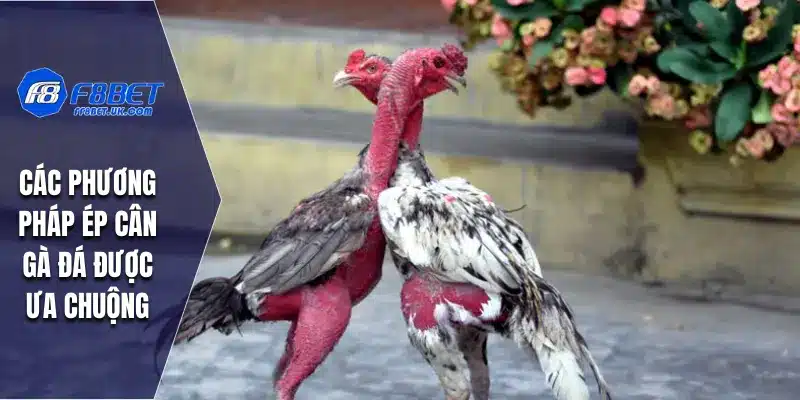 Các phương pháp ép cân gà đá được ưa chuộng