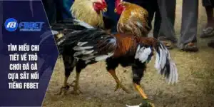 đá gà cựa sắt