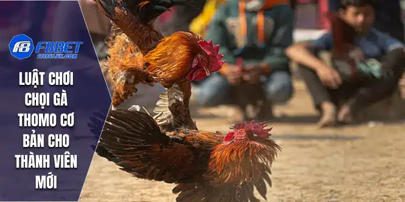 Luật chơi chọi gà Thomo cơ bản cho thành viên mới
