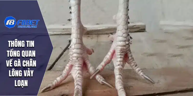 Thông tin tổng quan về gà chân lông vảy loạn
