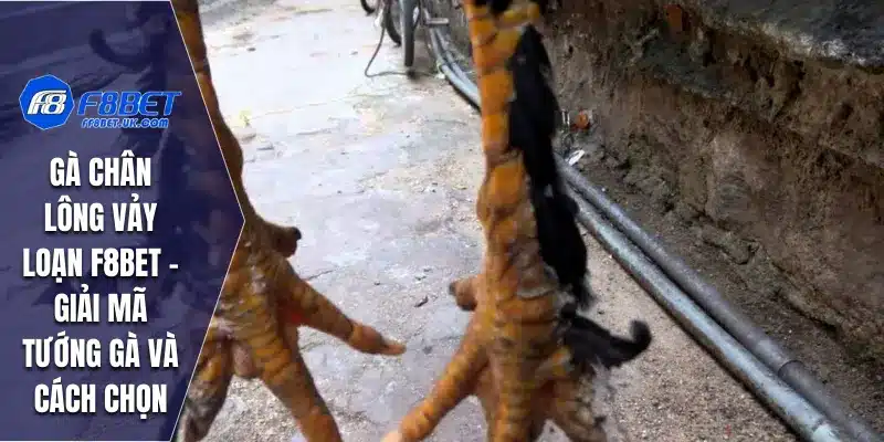 Gà Chân Lông Vảy Loạn