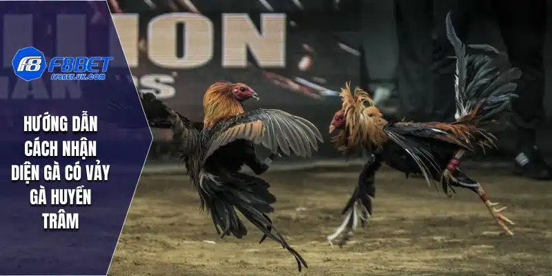 Hướng dẫn cách nhận diện gà có vảy gà Huyền Trâm