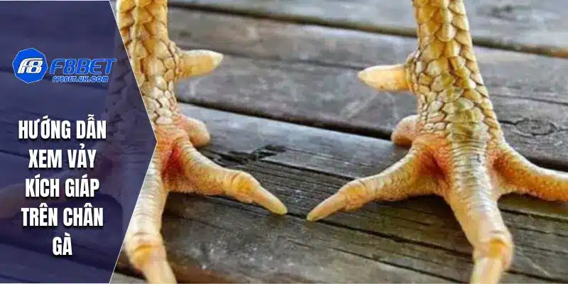 Hướng dẫn xem vảy kích giáp trên chân gà