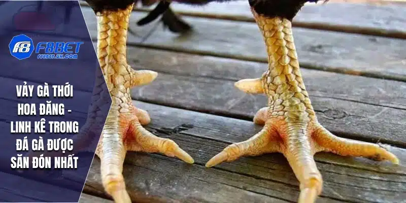 vảy gà thới hoa đăng