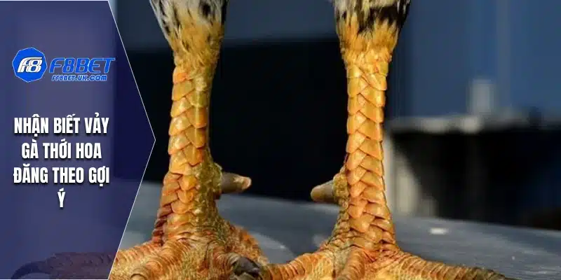 Nhận biết vảy gà Thới Hoa Đăng theo gợi ý